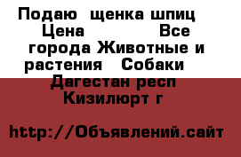 Подаю. щенка шпиц  › Цена ­ 27 000 - Все города Животные и растения » Собаки   . Дагестан респ.,Кизилюрт г.